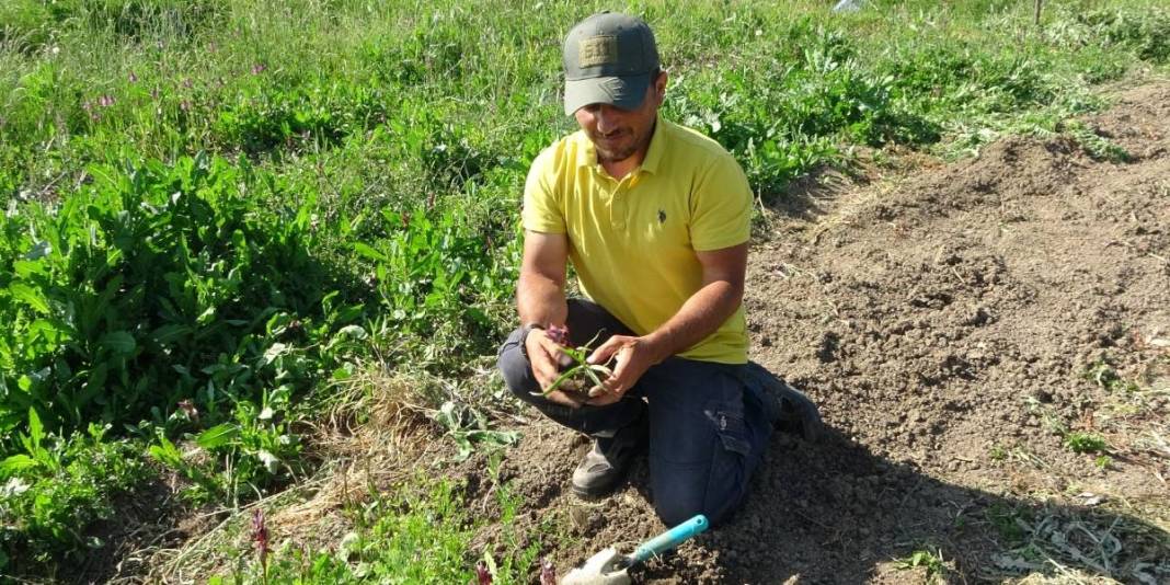 Tarlada zengin ediyor, doğada toplanmıyor! Dünyanın en pahalı bitkisinde hasat başladı: Kilosu 3 bin liraya satılıyor 6